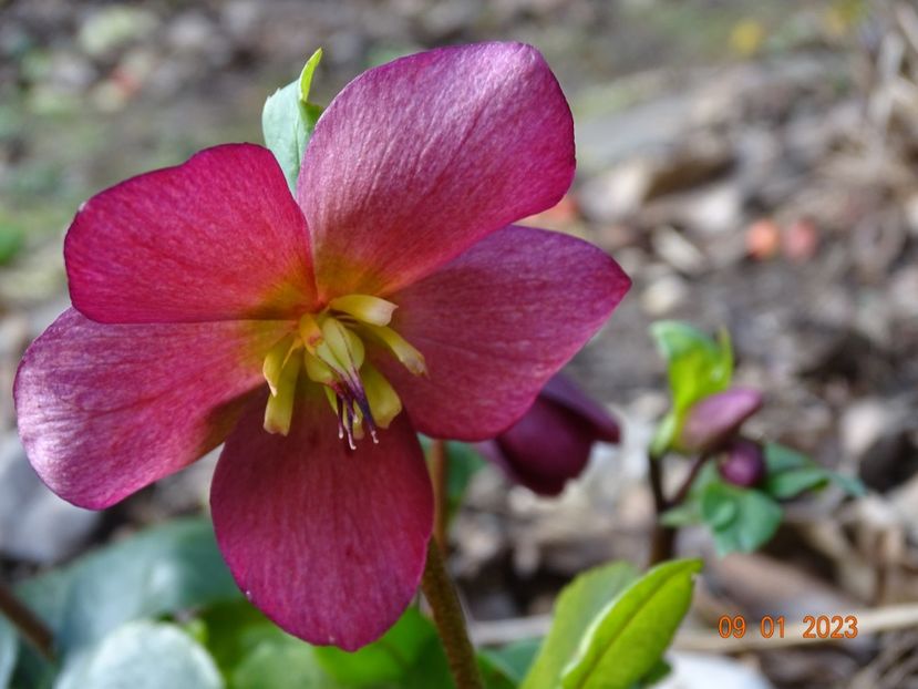 Leona - Helleborus 2023