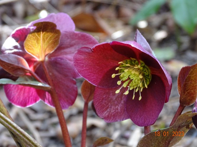 Anna's Red - Helleborus 2023