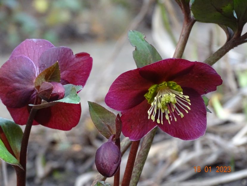 Anna's Red - Helleborus 2023