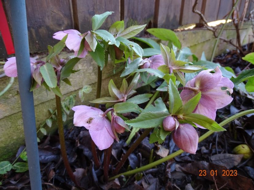 seedling - Helleborus 2023