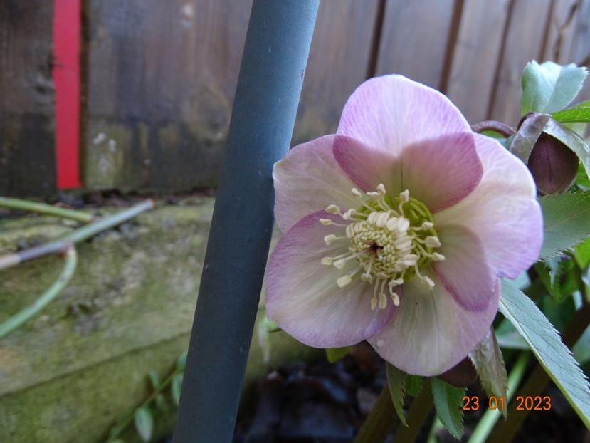 seedling - Helleborus 2023