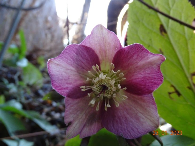 seedling - Helleborus 2023