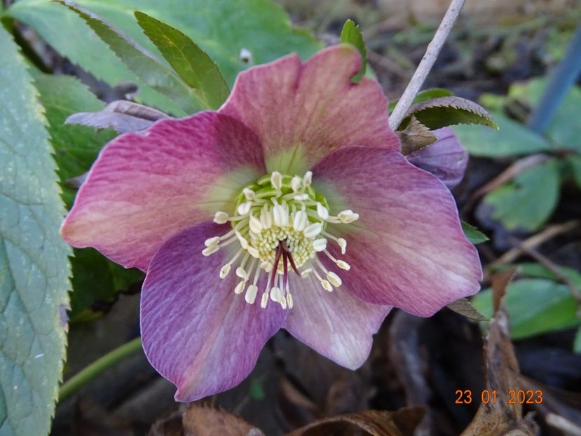 seedling - Helleborus 2023