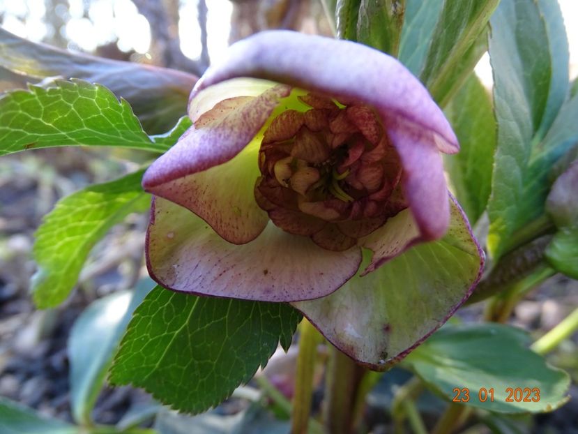 Cherry Blossom - Helleborus 2023