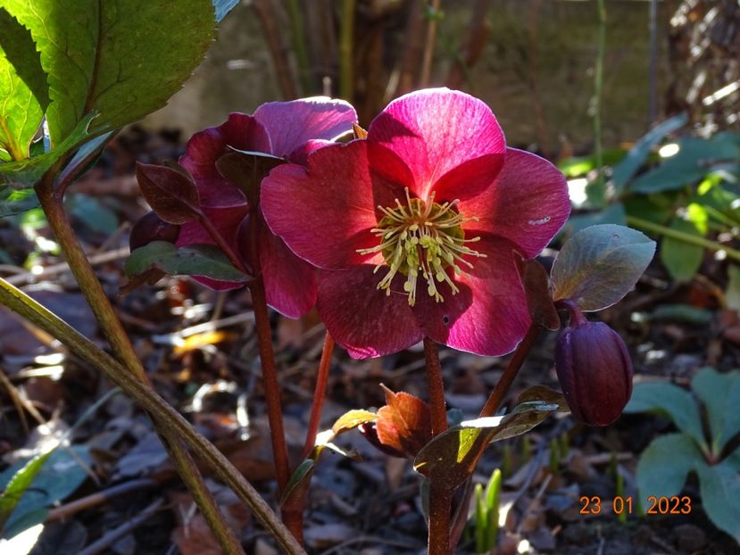 Anna's Red - Helleborus 2023