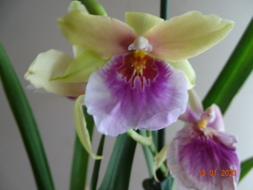  - Orhidee