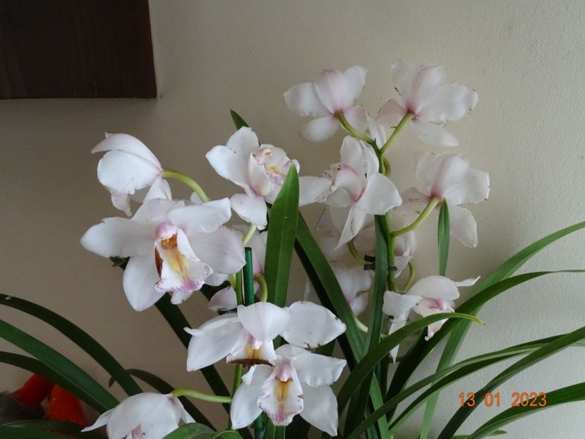  - Orhidee