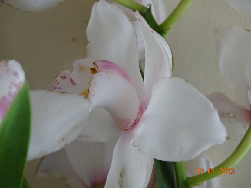  - Orhidee