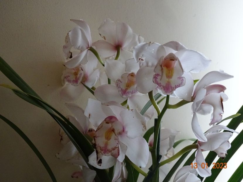  - Orhidee