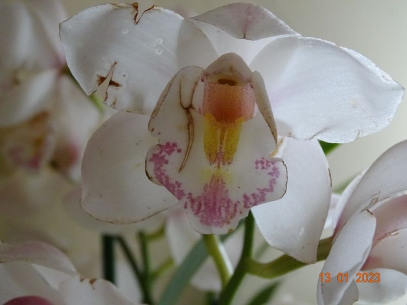  - Orhidee