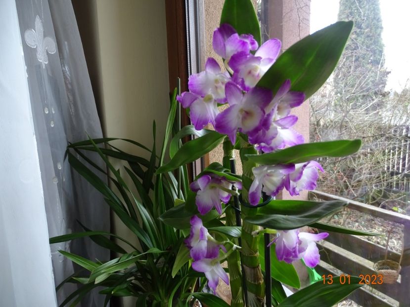  - Orhidee