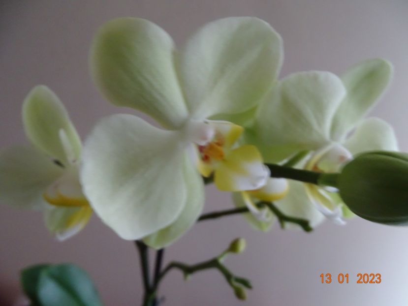  - Orhidee