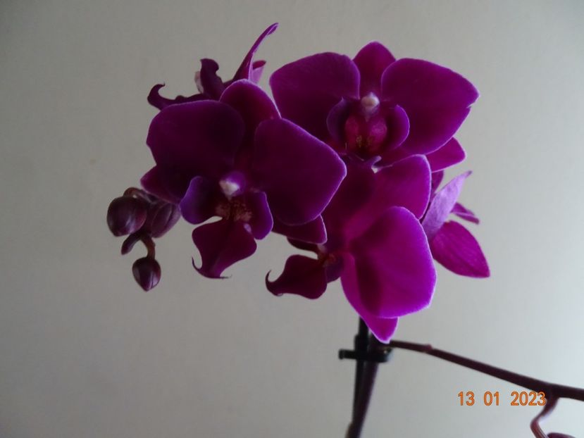  - Orhidee