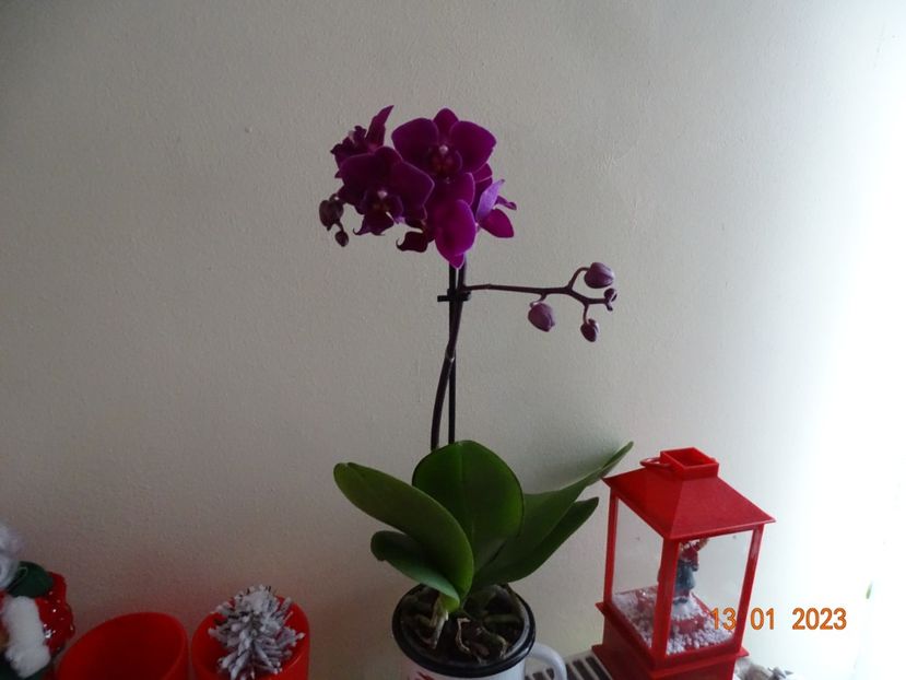 - Orhidee