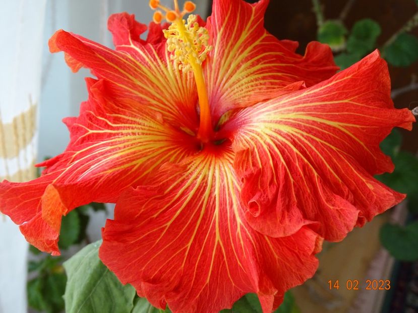  - Hibiscusi