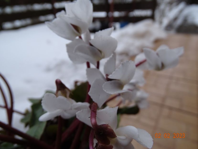 cyclamen coum Albissimum - Primavara 2023