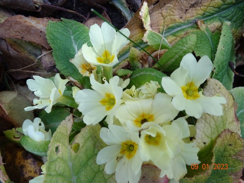 primula vulgaris - Primule 2023