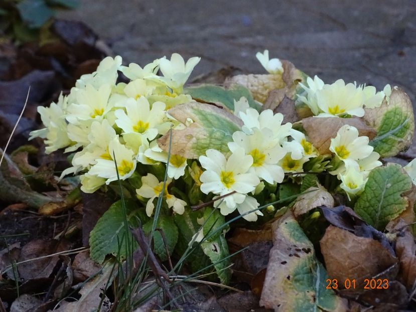 primula vulgaris - Primule 2023