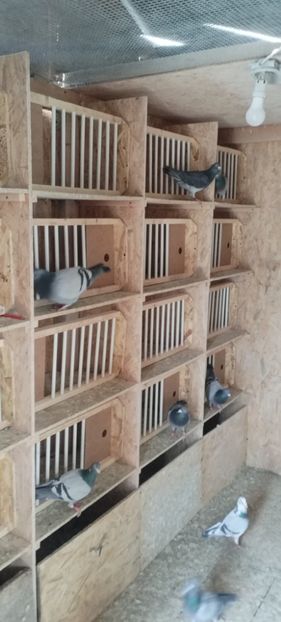  - Volieră nouă 2020