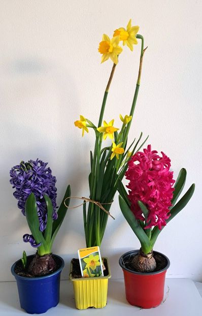  - x Alte plante cu flori