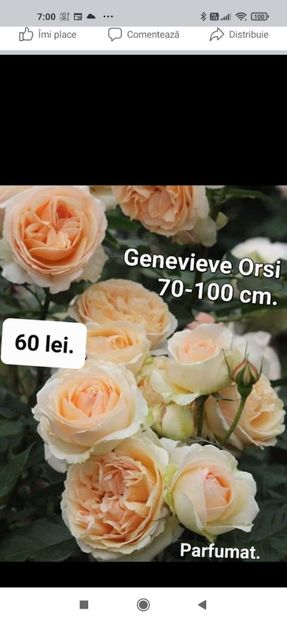 2023_02_06_07.00.48 - Genevieve orsi