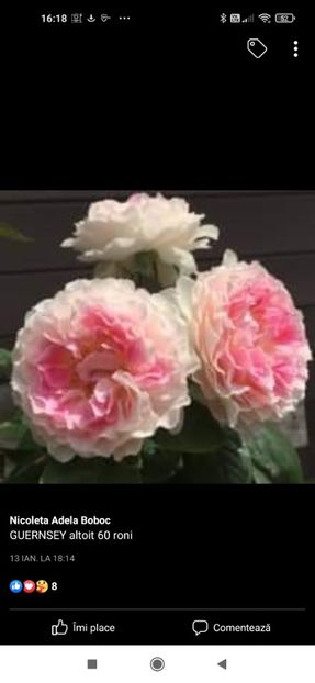 2023_02_05_16.18.17 - Guernsey