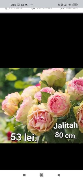 2023_02_06_07.03.05 - Jalitah