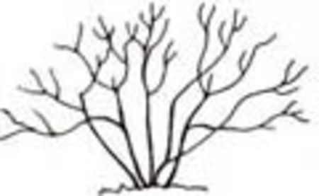 spreading (4) - Jalitah