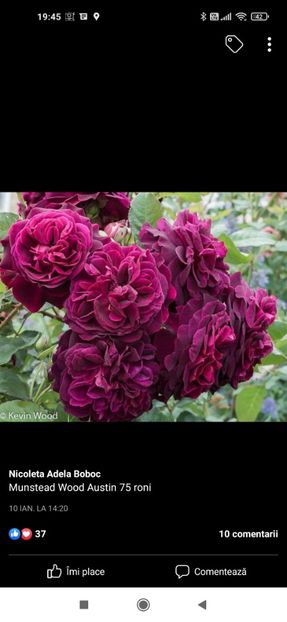 2023_02_05_19.45.27 - Munstead wood