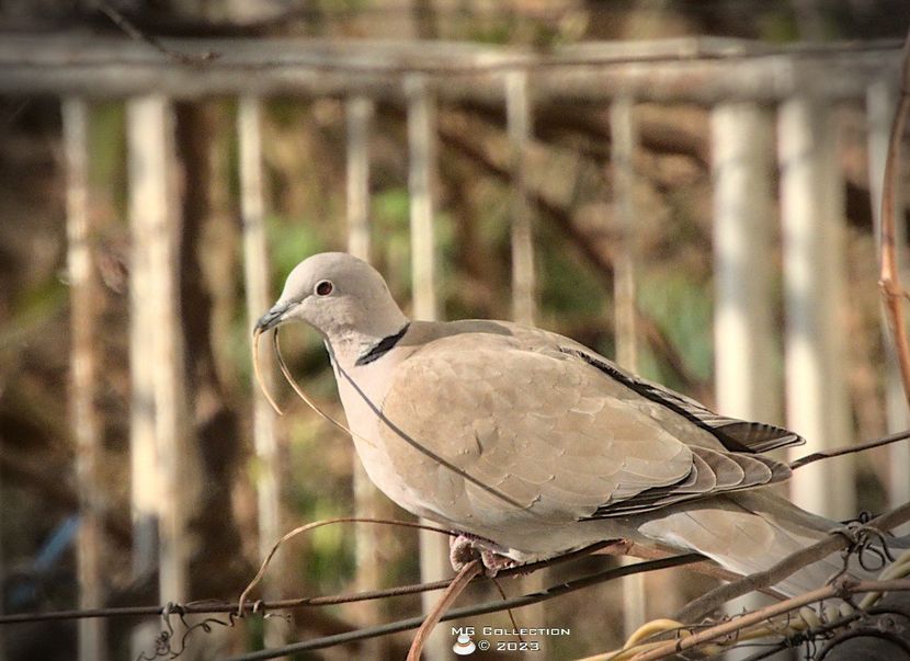 w-23-Gugu1 - PASARI - BIRDS