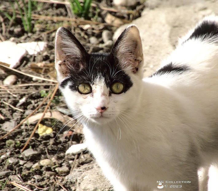 w-23White_Cat - ANIMALE-PISICI si CAINI - CATS AND DOGS