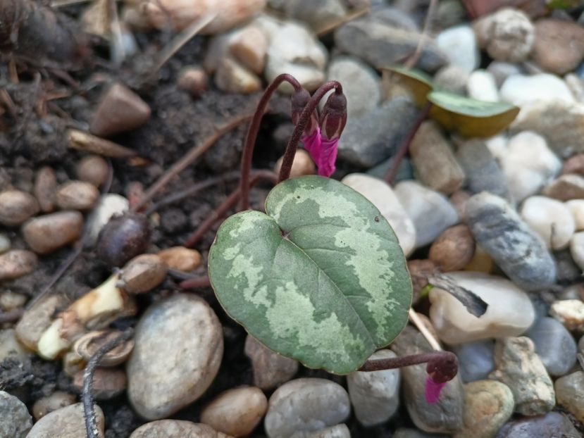 Cyclamen coum - Grădina 2023