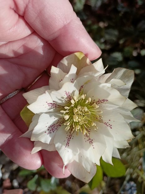 din semințe - Grădina 2023