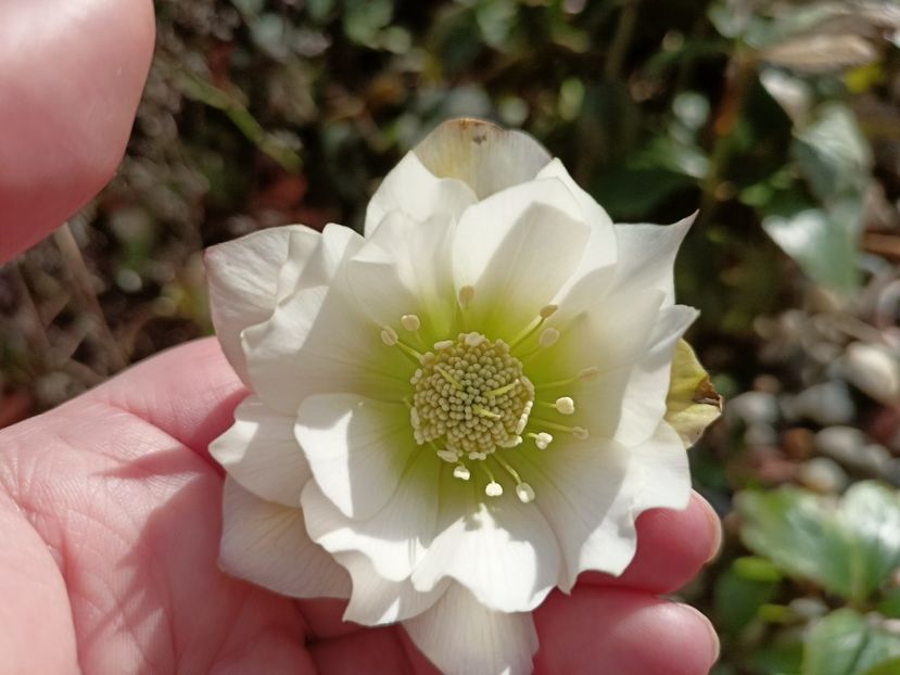 din semințe - Grădina 2023