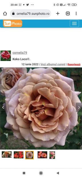 2023_02_01_20.44.34 - Koko loko