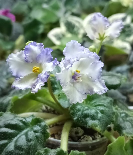  - MA sChing Dynasty zzz