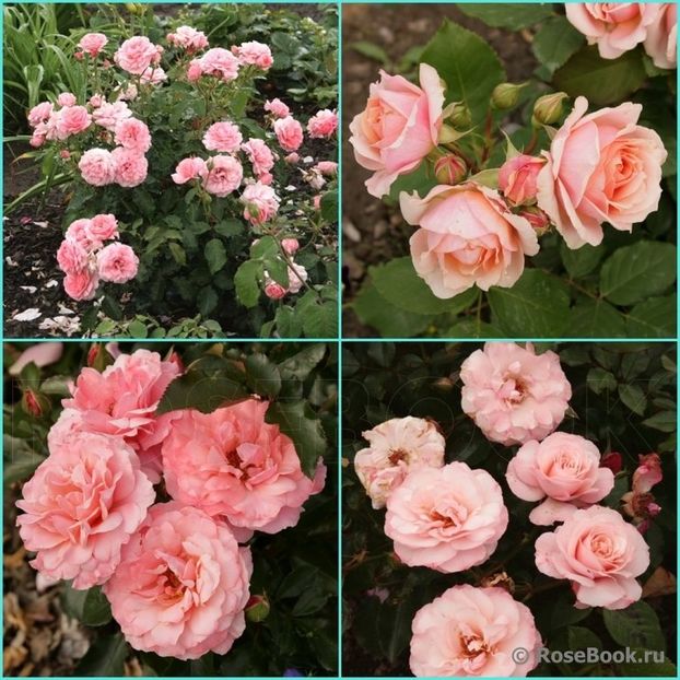 57416 (1) - Botticelli