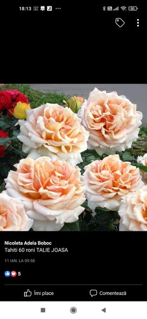 2023_02_05_18.13.34 - Tahiti