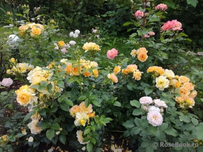  - Hansestadt Rostock