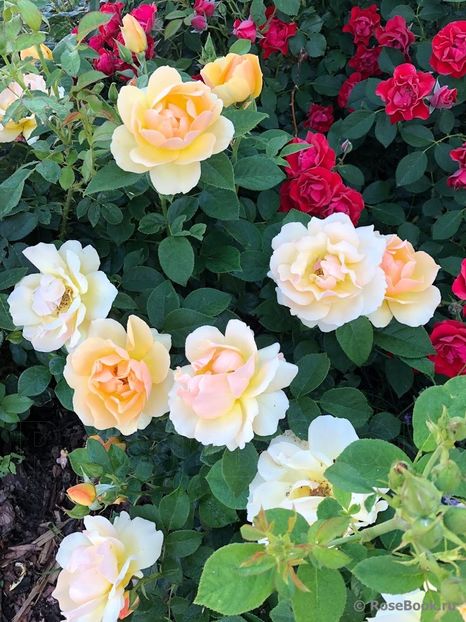  - Hansestadt Rostock