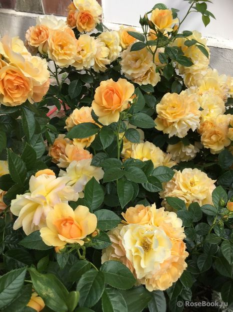  - Hansestadt Rostock