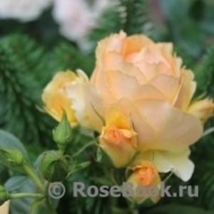  - Hansestadt Rostock