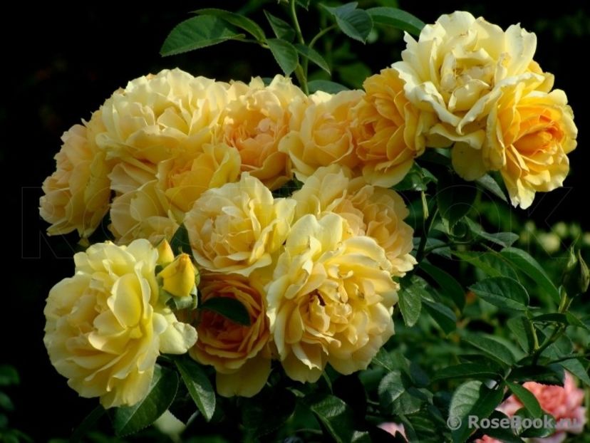  - Hansestadt Rostock