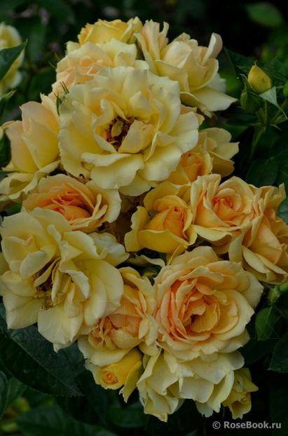  - Hansestadt Rostock