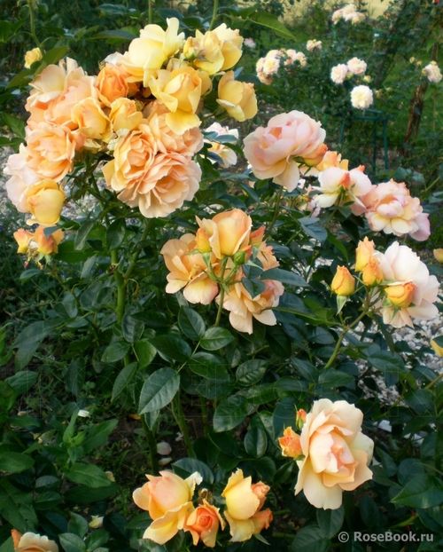  - Hansestadt Rostock