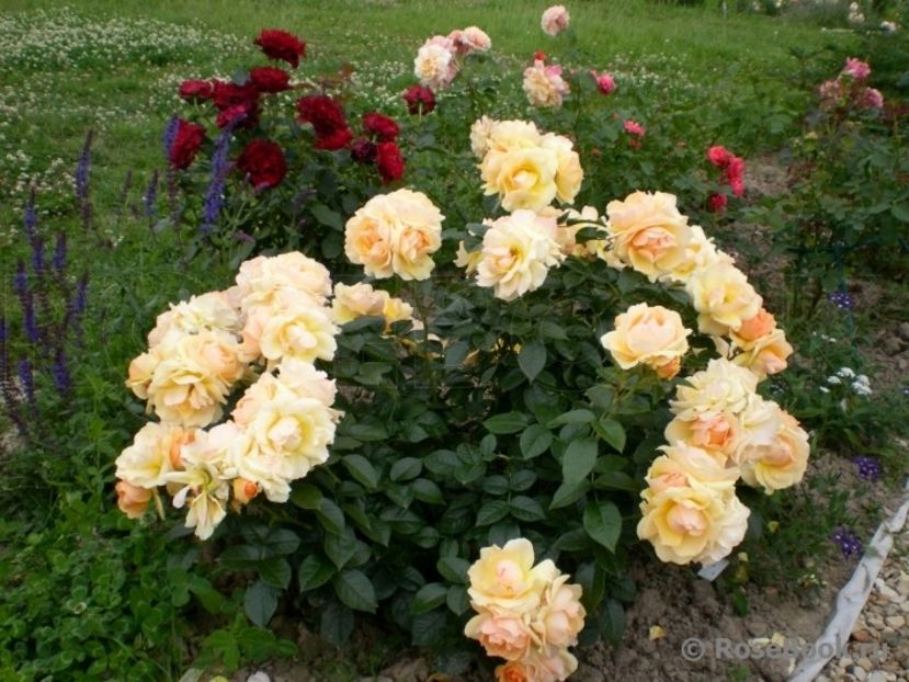  - Hansestadt Rostock