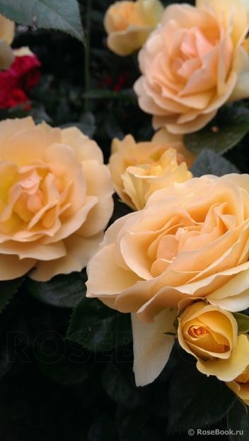  - Hansestadt Rostock