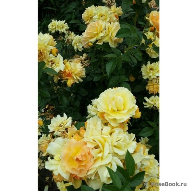  - Hansestadt Rostock