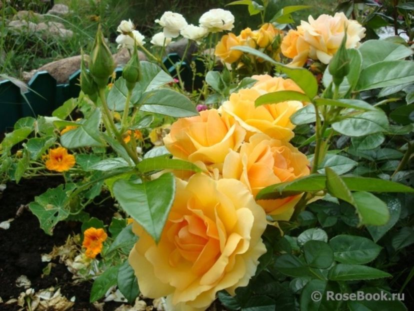  - Hansestadt Rostock