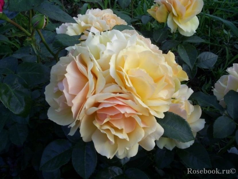  - Hansestadt Rostock